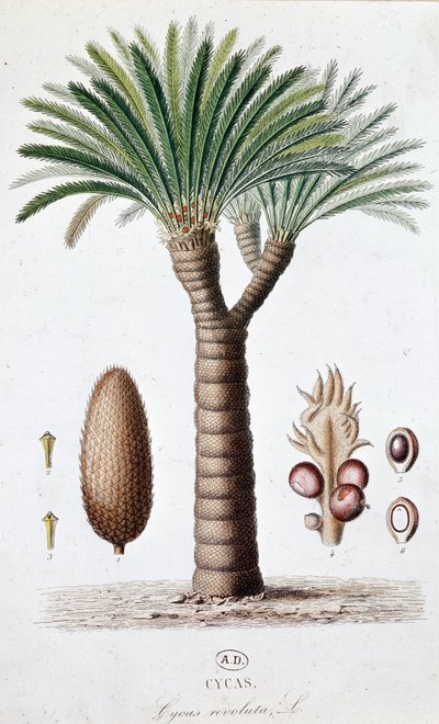 Palm Cycas Revoluta - Botanisk tavla av Unknown artist