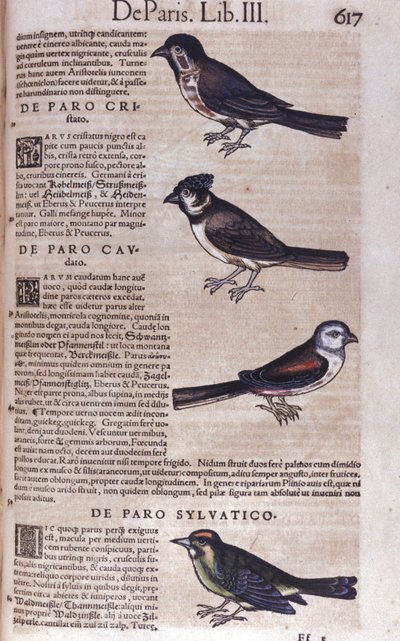 Passereaux in Historia Animalium av Conrad Gesner (1516 - 1565), Tiguri av Unknown artist