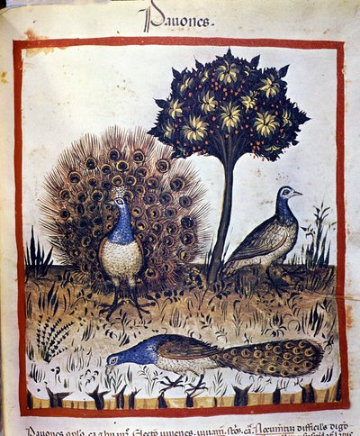 Påfåglar representerade i "Tacuinum Sanctum" av Unknown artist