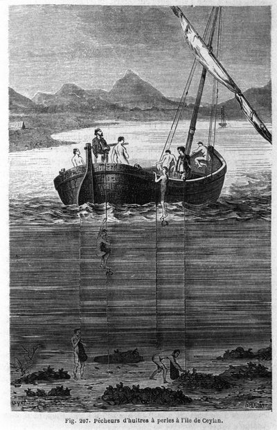 Pärlpersika på Ceylon (dagens Sri Lanka). av Unknown artist