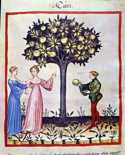 Plocka cedrat, frukt av cedratier. Belysning från mjölkning av medicin och diet "" Tacuinum sanitatis"" av Unknown artist