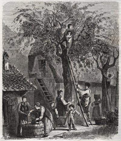 Plocka körsbär - Plocka körsbär - gravyr av 1860 - av Unknown artist
