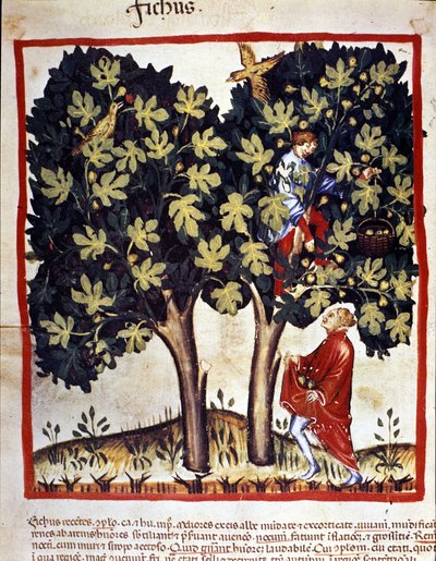 Plocka fikon. Belysning från mjölkning av medicin och diet "" Tacuinum sanitatis"" av Unknown artist