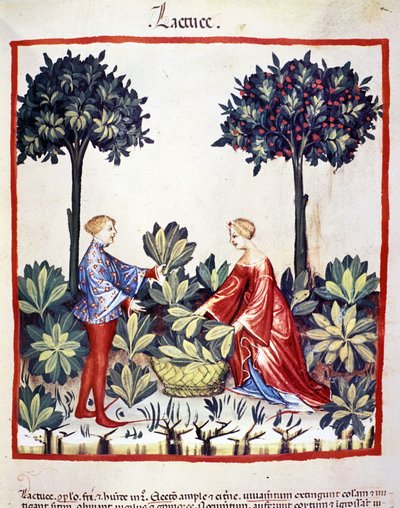 Plocka sallad. Belysning från mjölkning av medicin och diet "" Tacuinum sanitatis"" av Unknown artist
