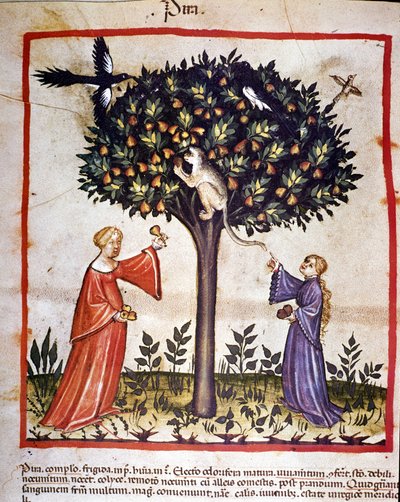 Plocka päron. Belysning från mjölkning av medicin och diet "" Tacuinum sanitatis"" av Unknown artist