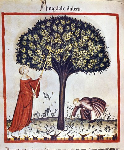 Plocka sötmandel. Belysning från mjölkning av medicin och diet "" Tacuinum sanitatis"" av Unknown artist