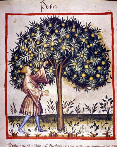 Plockar fisket. Belysning från mjölkning av medicin och diet "" Tacuinum sanitatis"" av Unknown artist