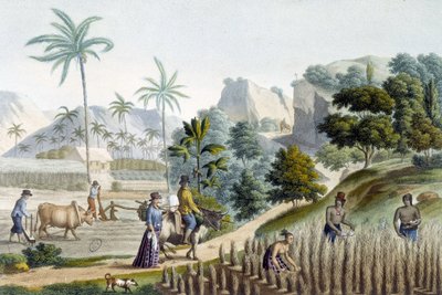 Pilling och plantering av ris på Guam Island (Mikronesien) av Unknown artist