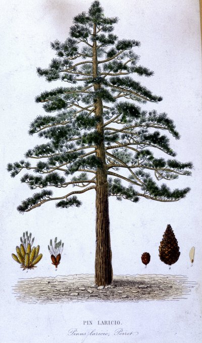 Pin Laricio - botanisk tavla av Unknown artist