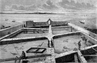Fiskodling i Concarneau. Gravyr från 1860. av Unknown artist