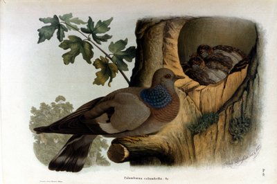 Skylt som föreställer en duva nära sitt bo. av Unknown artist