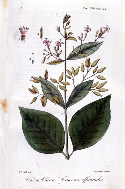 Tallrik av Quinquina (Cinchona Officinalis). av Unknown artist