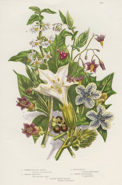 Giftiga växter. Förutom den giftiga svarta eller vanliga nattskuggan (Solanum nigrum) uppe till vänster och Woody Nightshade eller Bittersweet (Solanum dulcarama) uppe till höger, finns det de farligare dödliga nattskuggorna (Atropa belladonna) nere till v av Unknown artist