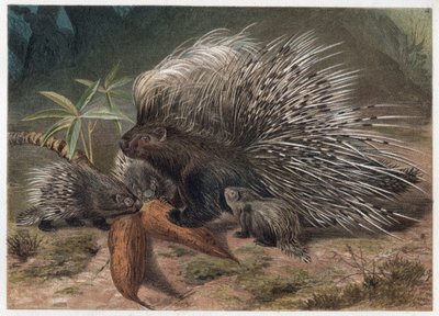 Pork epic a crete (porc-epic) - The crested porcupine (Hystrix cristata) - gravyr från "" Brehms Life of Animals"" av Alfred Edmund Brehm (1829-1884) av Unknown artist