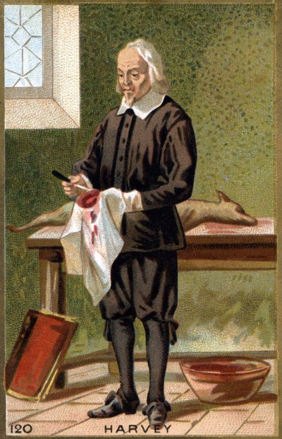 Porträtt av William Harvey (1578 - 1657), engelsk läkare. 1800-talets kromolitografi. av Unknown artist
