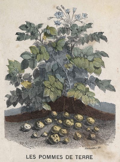 Potatisar. 1800-talsillustration. Bianchetti samling. av Unknown artist