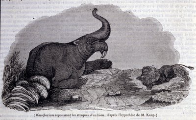 Förhistoria: representation av en Dinotherium, typ av patchyderm, som avvisar attacken av ett lejon. Gravyr av 1800-talet av Unknown artist