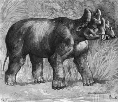 Förhistoria: representation av en mirabil dinoceras, en svag art av noshörning. Gravyr från slutet av 1800-talet av Unknown artist