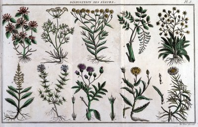 Tillhandahållande av blommor: i "" Flora Françoise, eller en kort beskrivning av alla växter som växer naturligt i Frankrike, arrangerade enligt en ny analysmetod till vilken vi bifogar citatet om deras mindre tvetydiga dygder inom medicin och deras använd av Unknown artist
