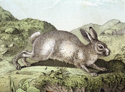 Kanin - i "Natural History of Mammals", red. Schreiber av Unknown artist