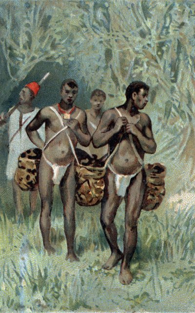 Resoling gummi i Kongo. Kromolitografi från slutet av 1800-talet. av Unknown artist