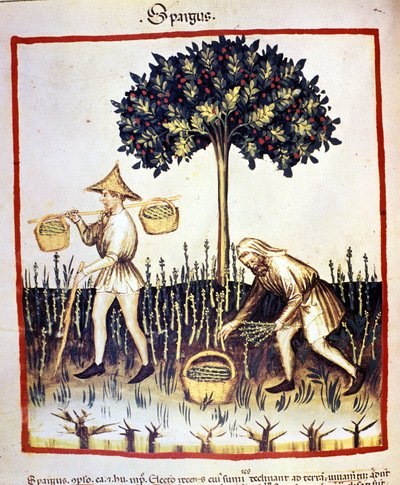 Recolle sparris. Belysning från mjölkning av medicin och diet "" Tacuinum sanitatis"" av Unknown artist
