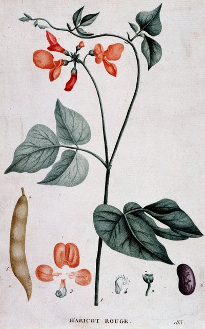 Röd böna, botanisk styrelse av Unknown artist