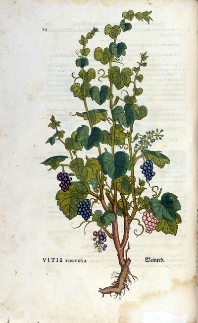 Röd vinstock. 1800-tals herbarium. av Unknown artist