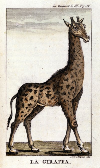 Representation av en giraff. av Unknown artist