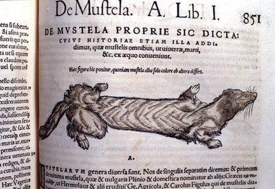 Representation av en mustella (familj av musslor) relaterad till vesslan - i Historia Animalium av Conrad Gesner (1516 - 1565), Tiguri av Unknown artist