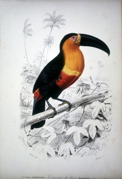 Representation av en tukan, fågel av Sydamerika. 1800-talsgravyr. av Unknown artist