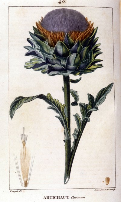 Representation av den vanliga kronärtskocka. Botanisk styrelse. 1800-talet. av Unknown artist