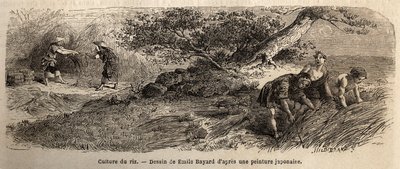Risodling: skörd i oktober, stjälkarna återförenas i stövlar. Gravyr för att illustrera resan till Japan 1863-1864 av Aime Humbert, minister för Schweiziska edsförbundet, i "Le tour du monde, nouveau journal des voyages", publicerad under ledning av Unknown artist