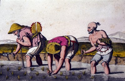 Risodling i Kina. 1800-talstryck. av Unknown artist