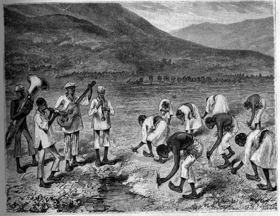 Risplantering i Filippinerna. Gravyr i "The Youth Journal" av Unknown artist