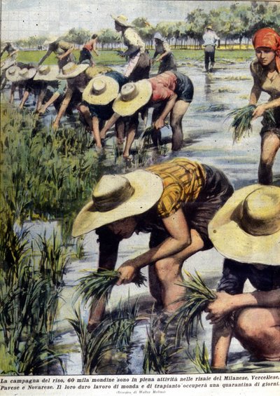 Återplantering av ris i Milanos närhet 1954. av Unknown artist