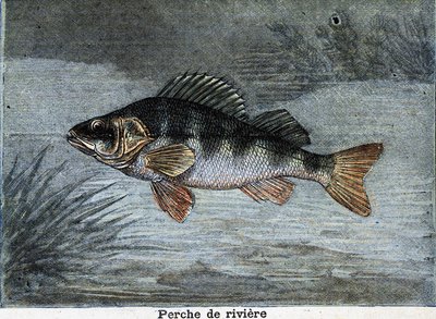 Flodabborre. Gravyr från 1897 av Unknown artist