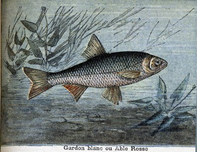 Mört vit eller kapabel rosse. av Unknown artist
