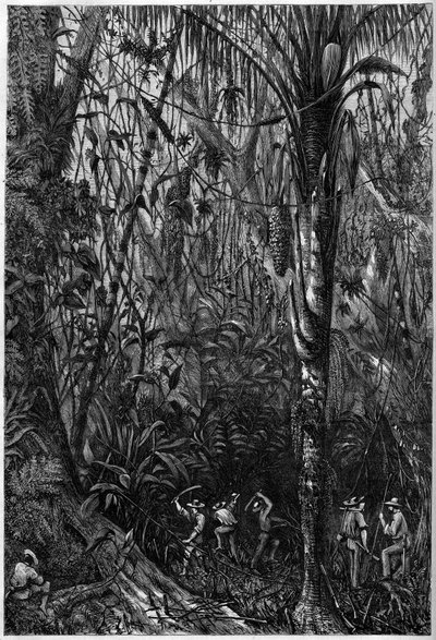 Vägutveckling i Centralamerika: Borrningen av den nicaraguanska vägen genom en urskog (avskogning). Teckning av löjtnant Olivier, medlem av kapten Bedford Pims expedition (1826-1886). Gravyr i "" The Illustrious Universe"" av Unknown artist