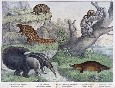 Gnagare: Tatou, lat, myra - i "" Natural histories of mammals"", red. Schreiber av Unknown artist