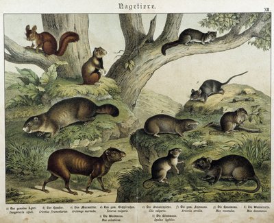 Gnagare: ekorre... - i "" Natural histories of mammals"", red. Schreiber av Unknown artist