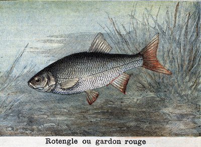 Rotengle eller röd mört Gravyr från 1898 av Unknown artist