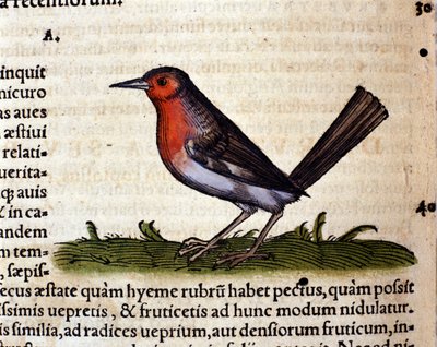 Rouge efter Historia Animalium av Conrad Gesner, Tiguri 1560. Biblioteca Nazionale Braidense. Milano av Unknown artist