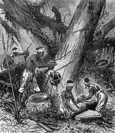 Skörd av gummi i Malaysia Skog (gravyr) av Unknown Artist