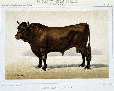 Salers Breed Taurus - i "" Farm Animals"" av Unknown artist