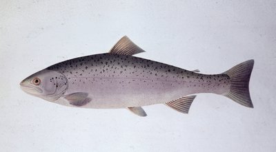 Laxöring - Naturhistorisk styrelse av Unknown artist