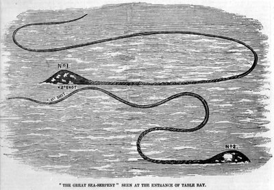 Havsorm som sågs 1850 vid ingången till Table Bay i Sydafrika. Formen på djurets huvud och långa svans antyder att det är de två tentaklerna hos en jättebläckfisk. Era gravyr. av Unknown artist