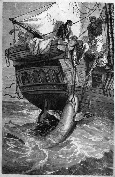 Hajfiske. (Pesca allo squalo) 1800-talsgravyr. Privat samling. av Unknown artist