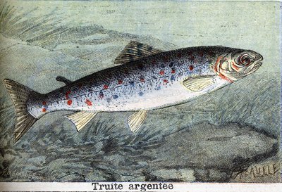 Silvergravyr från 1898 av Unknown artist