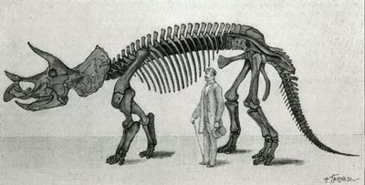 Skelett av en Triceratops prorsus av Unknown artist